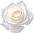 White rose absolute